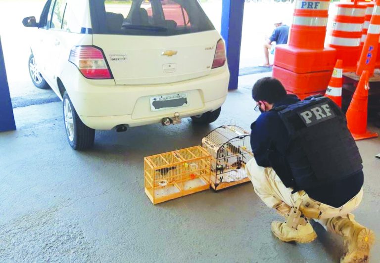 PRF apreende aves silvestres em automóvel