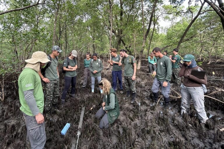 Parceria entre Fundação Florestal e USP vai avaliar estoques de carbono dos mangues paulistas