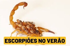 escorpião